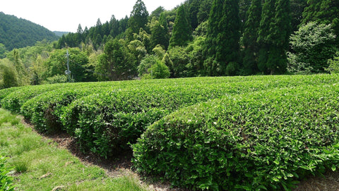 Organic Sencha 100g Special