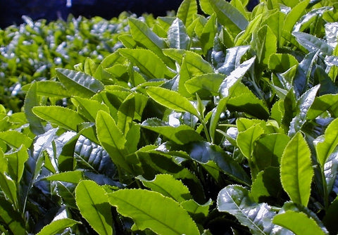 Top-Grade Uji Tea Gift (Sencha and Gyokuro)