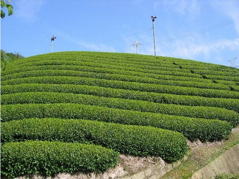 Top-Grade Uji Tea Gift (Sencha and Gyokuro)